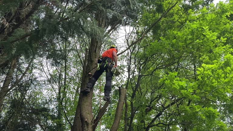 Best Tree Trimming and Pruning  in Dunkirk, IN