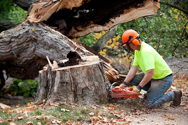  Dunkirk, IN Tree Services Pros