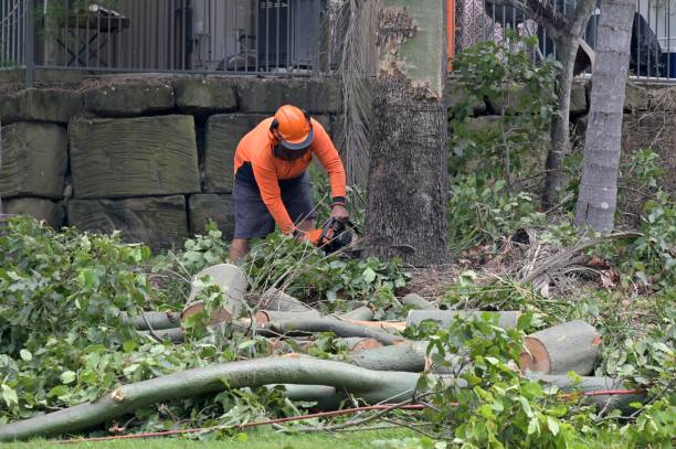 Why Choose Our Tree Removal Services in Dunkirk, IN?